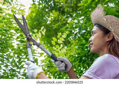 Asian Woman Wear Hat Pruning Bushes With Big Garden Scissors.