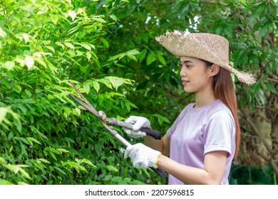 Asian Woman Wear Hat Pruning Bushes With Big Garden Scissors.