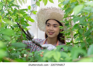 Asian Woman Wear Hat Pruning Bushes With Big Garden Scissors.