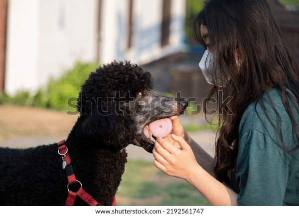 An Asian woman wearing a mask is playing with a dog.\
With the dog\'s toy,