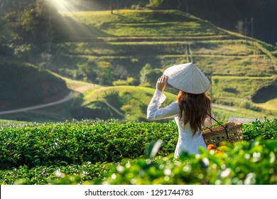 Asian Woman Wearing Vietnam Culture Traditional In Green Tea Field.