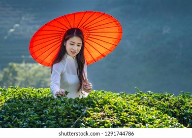 Asian woman wearing Vietnam culture traditional in green tea field.