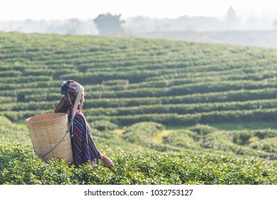 Asian Woman Working And Picking Tea Leaf In Farm Tea Plantation Agriculture. 