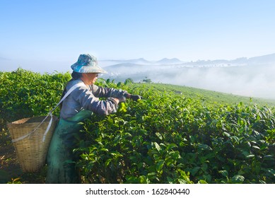 Asian Woman Works On Tea Plantation In China Yunnan