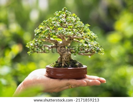 Asian woman's hand holding a little bonsai plant that is growing in a brown pot in a natural setting that is highlighted by the sun's orange rising rays. planting bonsai trees in a garden.