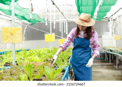 Asian women do organic farming. She grows vegetables in the greenhouse. Agribusiness concept, organic food. Watching health, eating healthy food