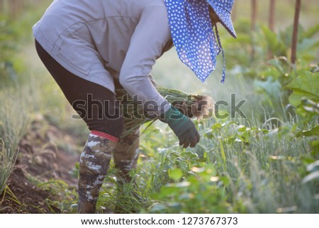 Similar – berry picking Food Fruit