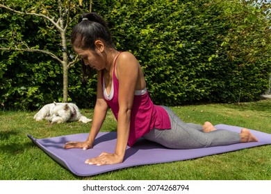 An Asian Women Performing An Upward Dog Yoga Stretch During A Workout, Outside In Summer Beside Her White West Highland Terrier Dog