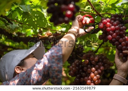 Asian women picking ripe Maroon Grapes fruit in the vineyard. Seedless Grapes taste sweet growing natural delicious is good for health. Close-up of bunches of ripe red grapes on the vine.