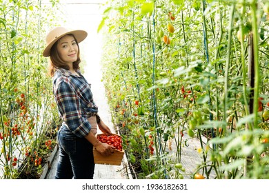 Asian Women Picking Tomatoes In  Tomato Greenhouse Garden,Tomato Growing In Greenhouse.