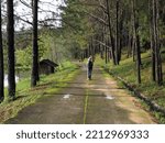 Asian women walks through pine forest in the morning at  Wat Chankalayani Vadhana Royal Project Development Center or Wat Chan in Chiang Mai Thailand