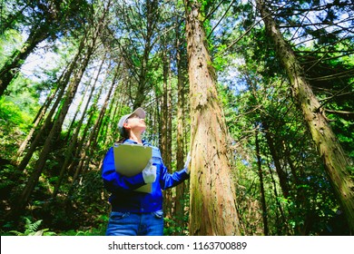 Asian Women Working With Forestry