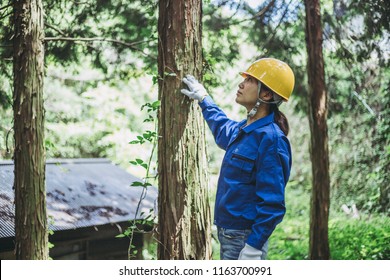 Asian Women Working With Forestry