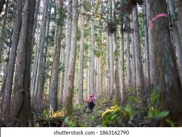 Asian Women Working With Forestry