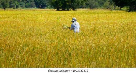 asian worker, working in rice field during the harvesting season