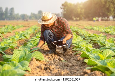 Asian Young Farmer Or Academic Working In The Field Of Tobacco Tree. Research Or Checking The Quality After Planting Tobacco Concept