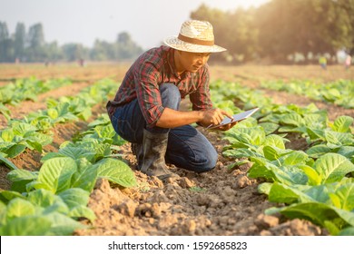 Asian Young Farmer Or Academic Working In The Field Of Tobacco Tree. Research Or Checking The Quality After Planting Tobacco Concept