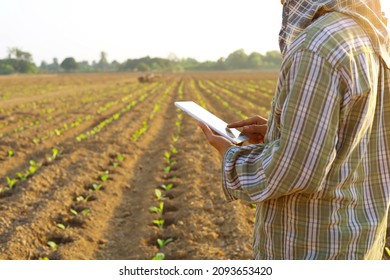 Asian Young Farmer Or Academic Working In The Field Of Tobacco Tree. Research Or Checking The Quality After Planting Tobacco Concept