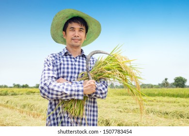 Asian Young Farmer Happy Harvest Paddy Rice In A Green Rice Field And Blue Sky