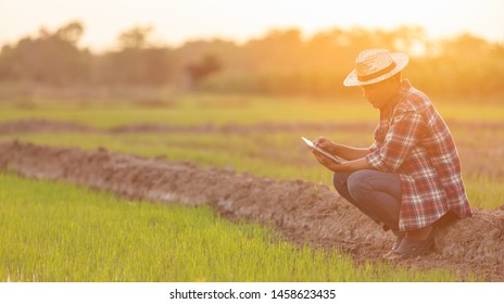 Asian Young Farmer Using Tablet At The Green Rice Field. Use Technology In The Farm Concept