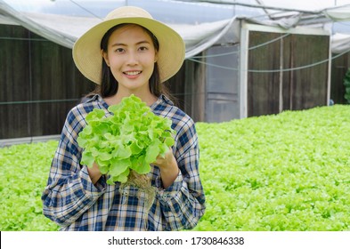 asian young friendly woman farmer smiling and holding fresh green oak lettuce salad, organic hydroponic fresh green vegetables produce in greenhouse garden nursery farm, agriculture business concept