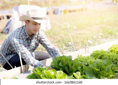 Asian young man farmer checking and holding fresh organic vegetable in hydroponic farm, produce and cultivation green cos for harvest agriculture with business, healthy food concept.