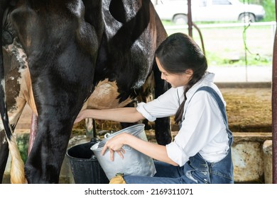 Asian Young Professional Woman Dairy Farmer Milking The Cow In Cowshed. Attractive Female Agricultural Farmer Feel Happy And Enjoy Working In Cow Animal Farm With Happiness At Livestock Farm Industry.