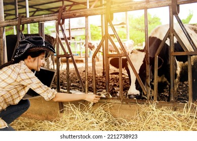 Asian Young Woman Farmers Wearing Cowboy Hats Are Happy To Take Care Of Dairy Farming : Supervise The Business Of Producing Quality Cow Milk In A Clean And Modern Cattle Farm That Meets The Standards.