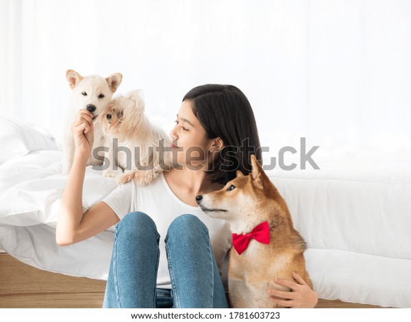 愛らしい日本の白いシバイヌとマルタの子犬に餌を与え 手にハンサムな茶色の犬を抱え 居心地の良い家庭で寝室に泊まるアジアの若い女性 の写真素材 今すぐ編集