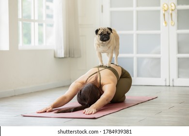 Asian Young Woman Practice Yoga With Dog Pug Breed Enjoy And Relax With Yoga At Home,Recreation With Dog Concept