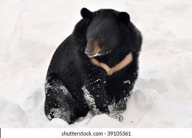 Asiatic Bear