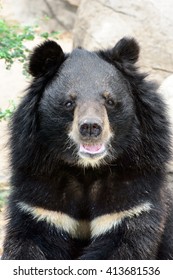 Asiatic Black Bear