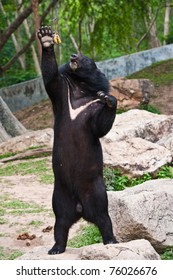 Asiatic Black Bear