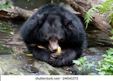  Asiatic Black Bear Eating Banana