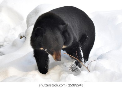 Asiatic Black Bear On Snow