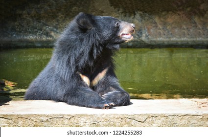 Asiatic Black Bear Relax In Water Pool On Summer Day