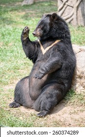 Asiatic Black Bear Sitting Relax