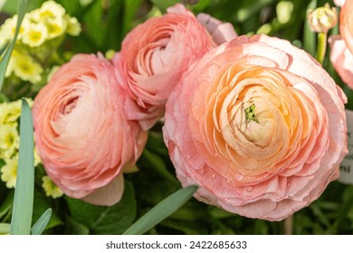 Asiatic buttercup, or garden buttercup Ranunculus asiaticus, herbaceous plant of the Ranunculaceae family