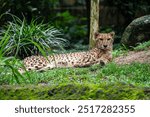 Asiatic Cheetah (Acinonyx Jubatus Venaticus), an endangered subspecies of Cheetah (Acinonyx Jubatus) facing camera