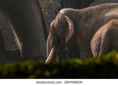 Asiatic Elephant, National Zoological Park, New Delhi, India - Shutterstock ID 2097098539