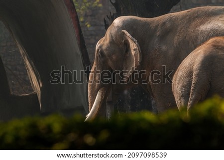 Asiatic Elephant, National Zoological Park, New Delhi, India
