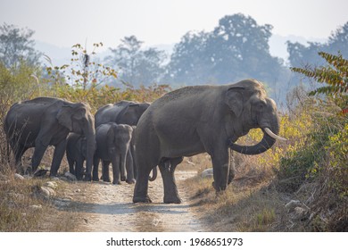 Asiatic Elephant Tuskers are found in various parts of India. Elephants are known for their long lasting memory and they generally take the same route while heading towards a destination
