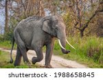 Asiatic Elephant walks through the long grass in Kaziranga National Park, India