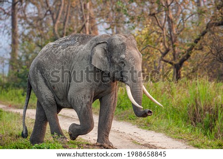 Asiatic Elephant walks through the long grass in Kaziranga National Park, India