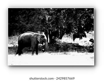 Asiatic elephant, wildlife, nature,truephotography  indiantourism, mammal