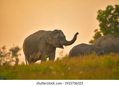 Asiatic elephants stand, eating bulbous soil on a hill in the evening, the golden sky light.