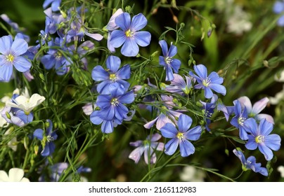Asiatic flax (Linum austriacum) is a perennial, flowering plant belonging to the Linaceae family. Blue, beautiful flowers. - Shutterstock ID 2165112983