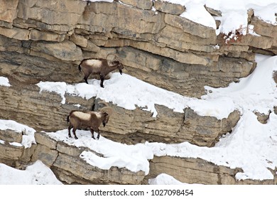 Asiatic Ibex (Capra Sibirica) On The Cliffs Near Kibber. Spiti Valley, Himachal Pradesh, India, February 2017. 