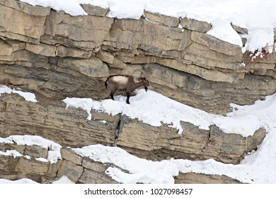 Asiatic Ibex (Capra Sibirica) On The Cliffs Near Kibber. Spiti Valley, Himachal Pradesh, India, February 2017. 