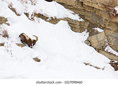 Asiatic Ibex (Capra Sibirica) On The Cliffs Near Kibber. Spiti Valley, Himachal Pradesh, India, February 2017. 